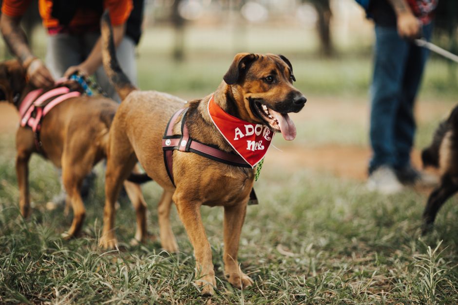 A happy adopted dog enjoying time outdoors with its new family