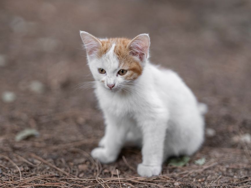 A young kitten resting comfortably during recovery