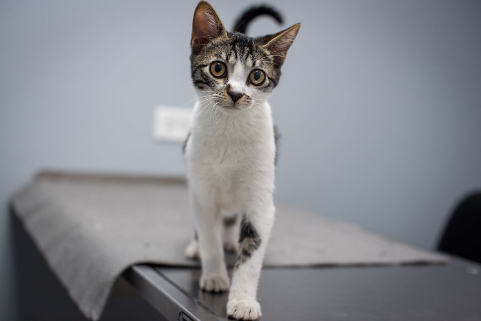 A cat being examined gently during a veterinary check-up